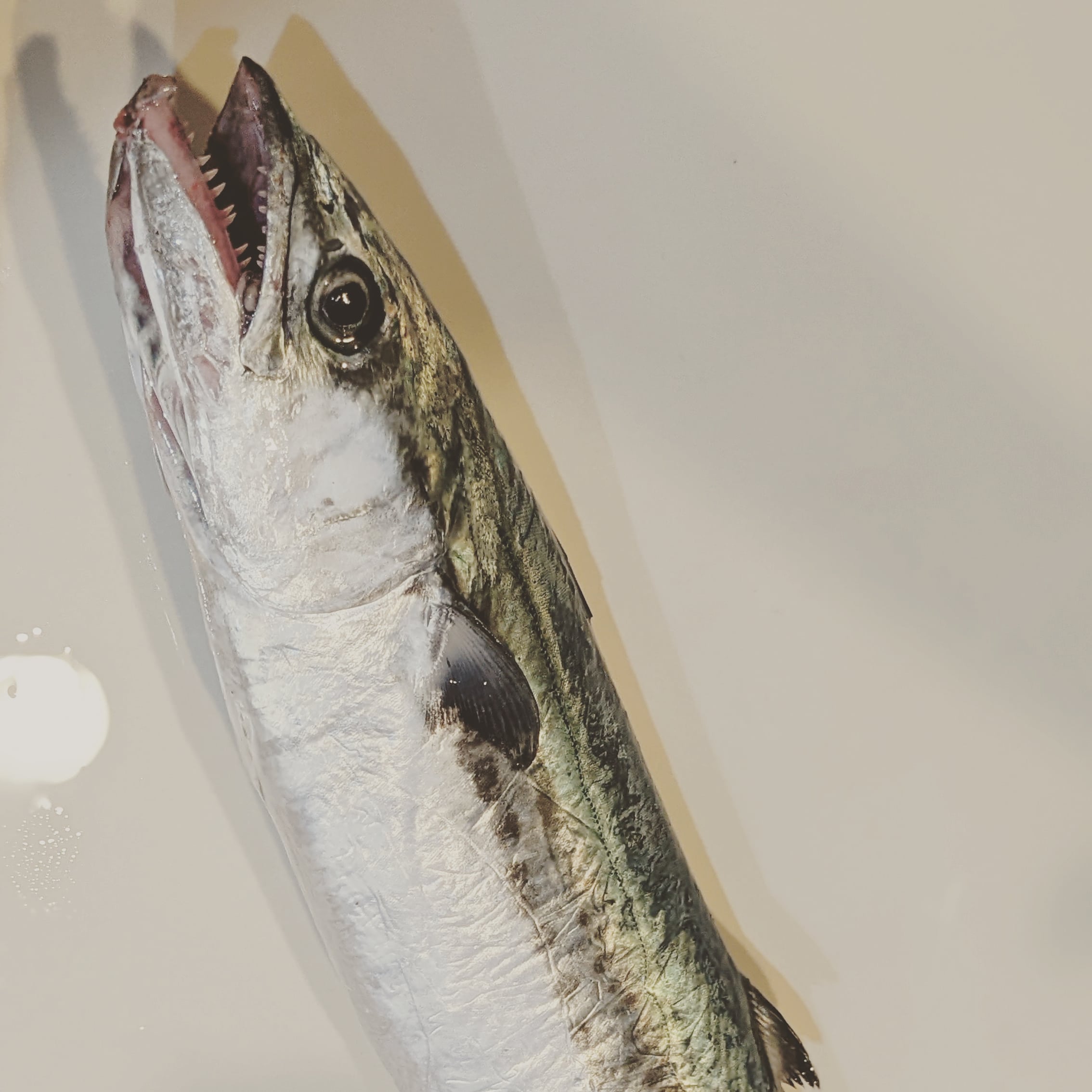 【21年12月30日】サゴシ爆釣を期待し夢みなとの朝マズメを狙いました