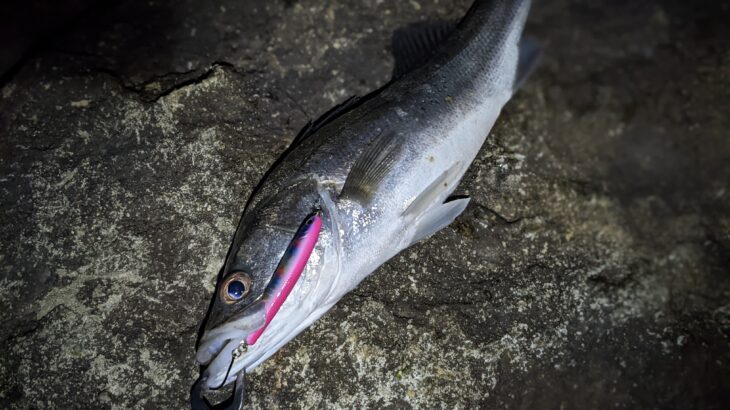 21年11月30日 中海シーバスをラッキークラフトで釣るルアー縛り釣行 ドミブロ 山陰の釣り人ドミニク 境港さんのブログ