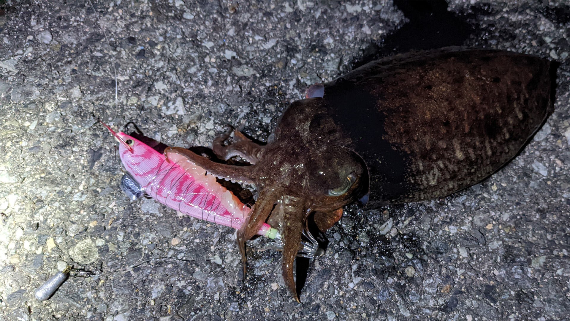 まだ状況渋い境港のコウイカを放置釣法で釣るin夢みなと 22年3月27日 ドミブロ 山陰の釣り人ドミニク 境港さんのブログ