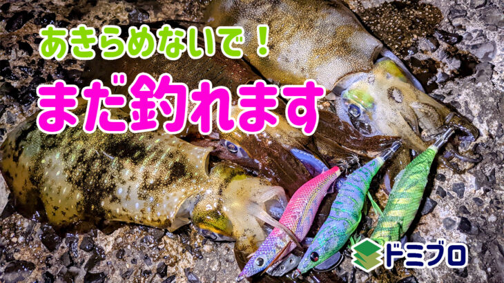 山陰夕マズメの晩秋エギング まだ釣れるアオリイカ 22年11月17日 ドミブロ 山陰の釣り人ドミニク 境港さんのブログ