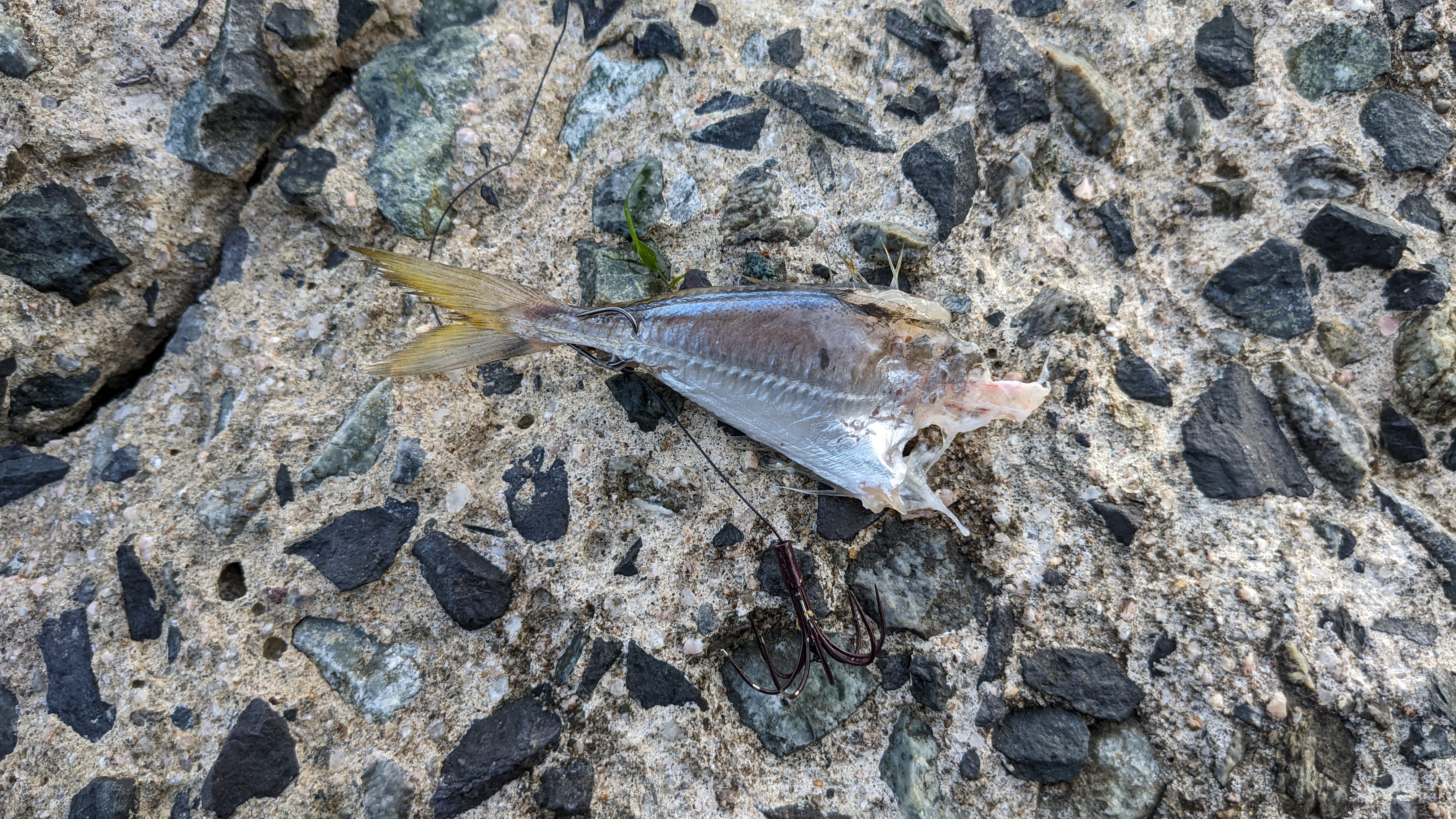 死にアジでもアオリイカは釣れる