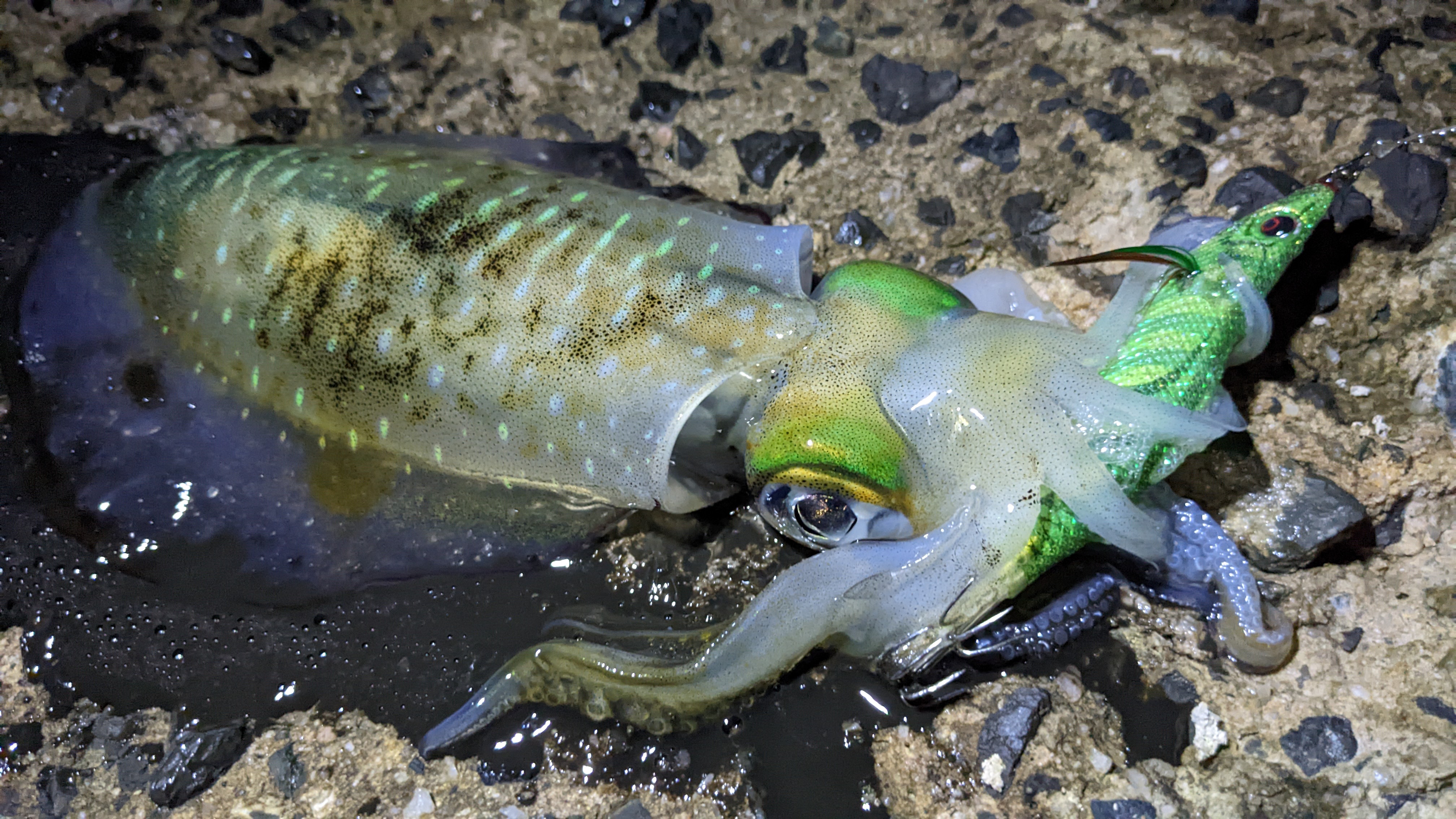 シャクっても釣れない！テクニック面の見直し